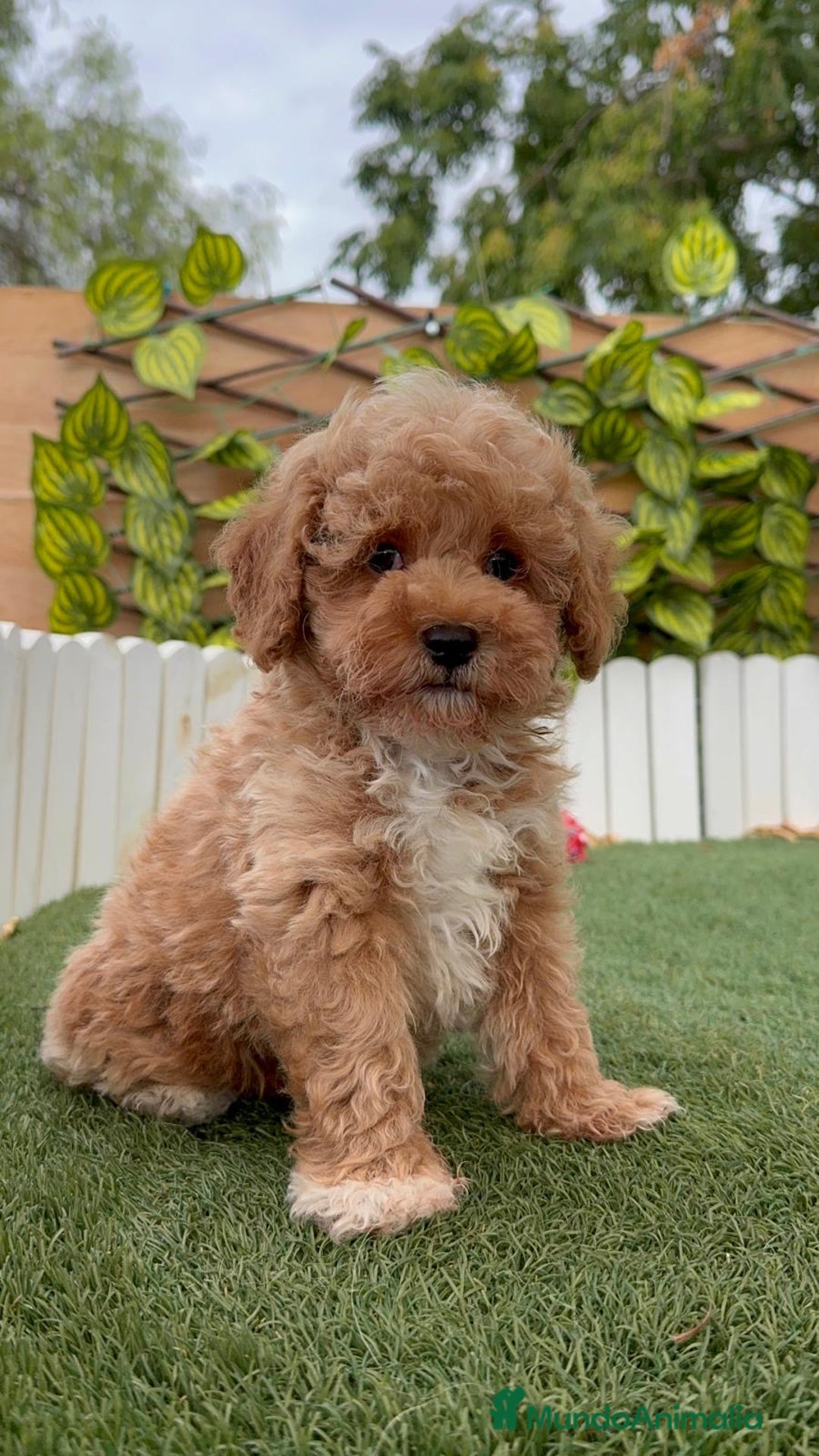 Caniche Toy perros en venta: CANICHE TOY MACHO  - Imagen 2