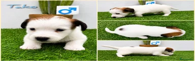 Tako