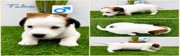 Jack Russell Terrier perros en venta: Cachorros Jack Russell Terrier  - Anuncio 3