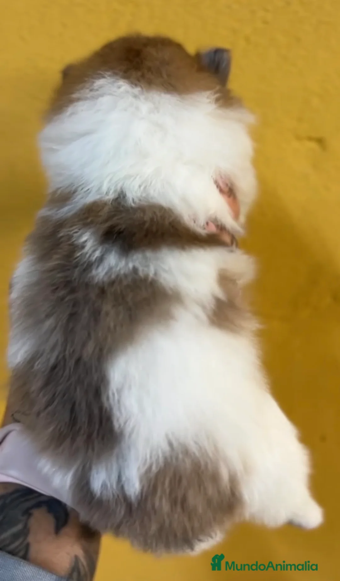 Pomerania perros en venta: Pomerania partycolor - Anuncio 2