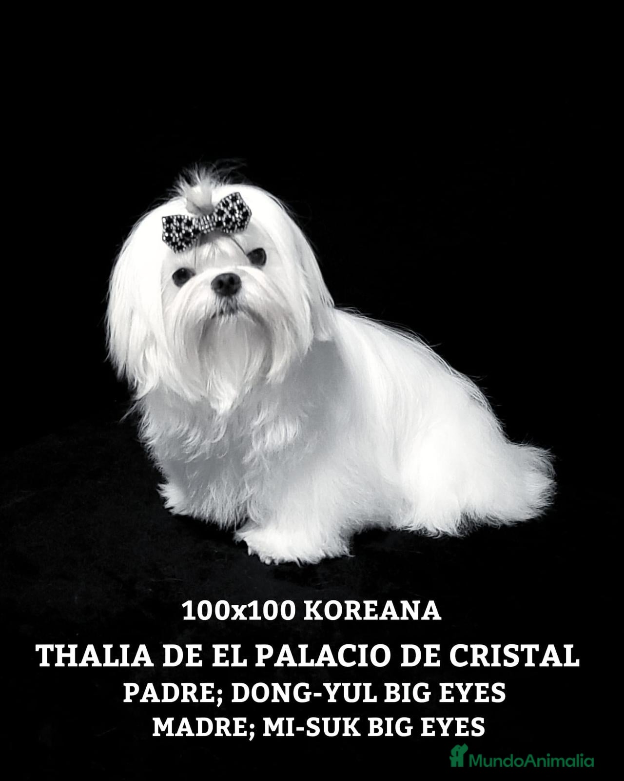 Bichón Maltés perros  BICHÓN MALTÉS LÍNEA COREANA 100% – EXCLUSIVO ✨ - Anuncio 6