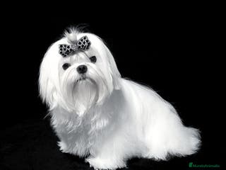 Bichón Maltés perros BICHÓN MALTÉS LÍNEA COREANA 100% – EXCLUSIVO ✨ - Anuncio 2