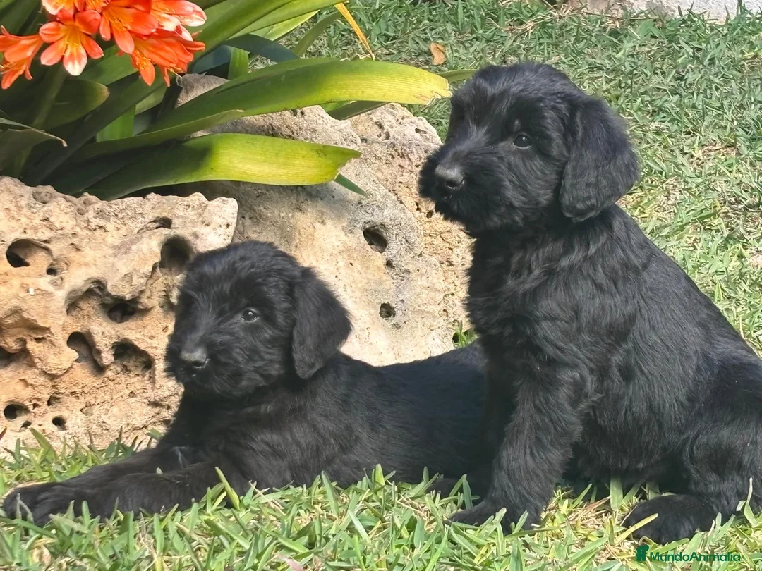Schnauzer Gigante perros en venta: SCHNAUZER GIGANTES NEGROS - Anuncio 1