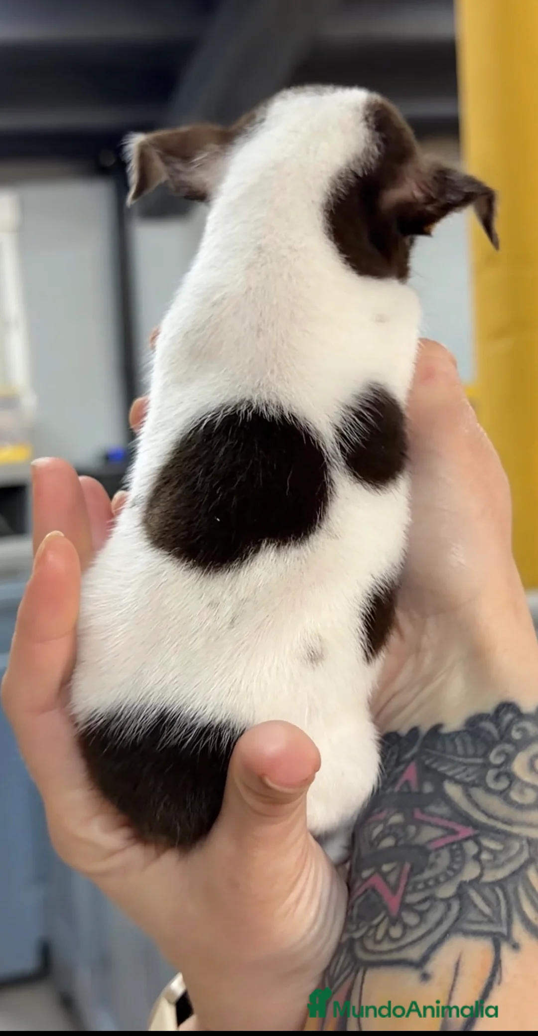 Chihuahua perros en venta: Chihuahua tricolor chocolate  - Anuncio 3