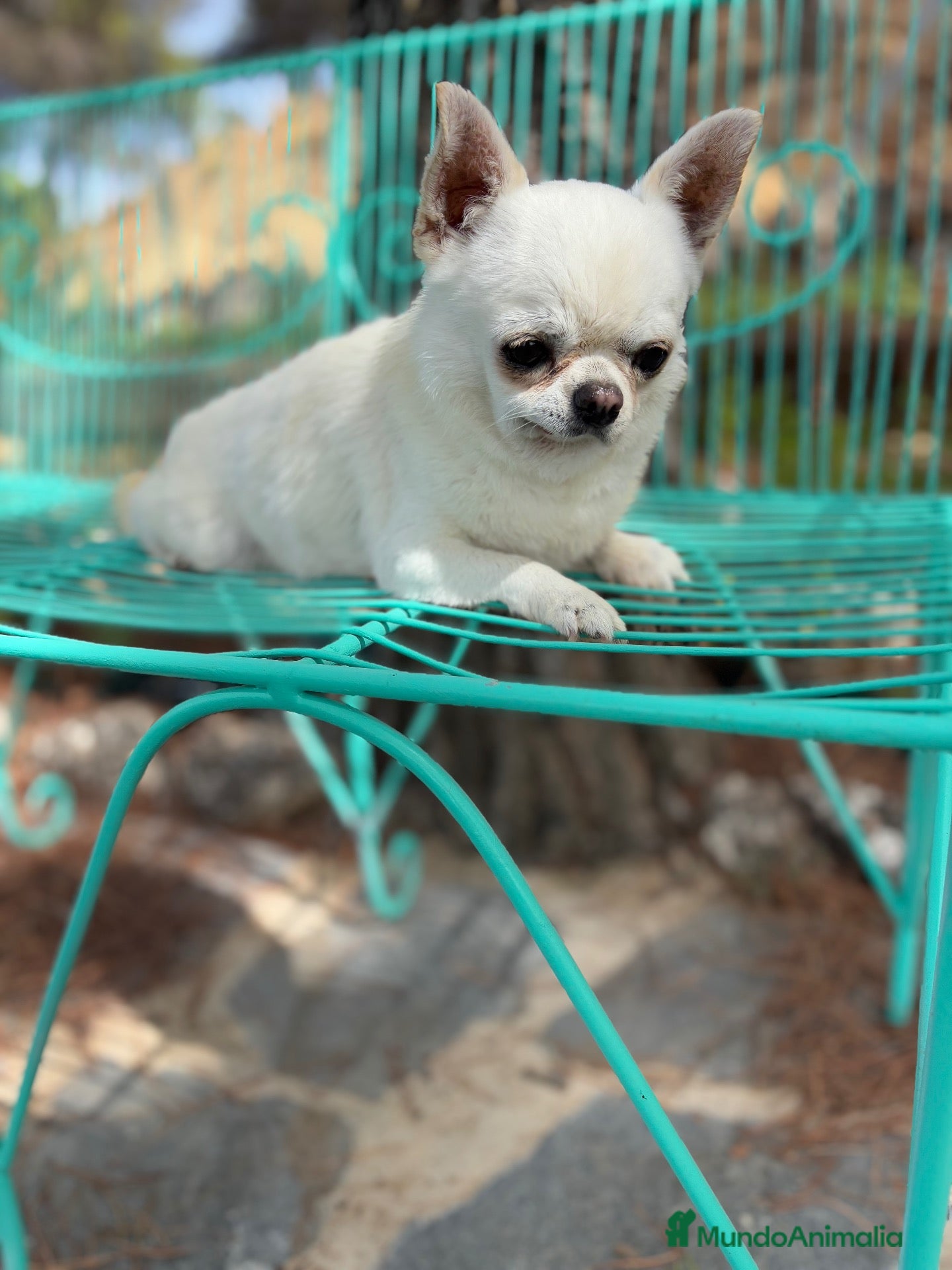 Chihuahua perros Chihuahua líneas rusas muy bonitos  - Anuncio 2