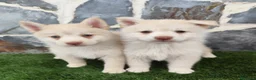 Pomsky perros en venta: Pomsky  - Anuncio 5