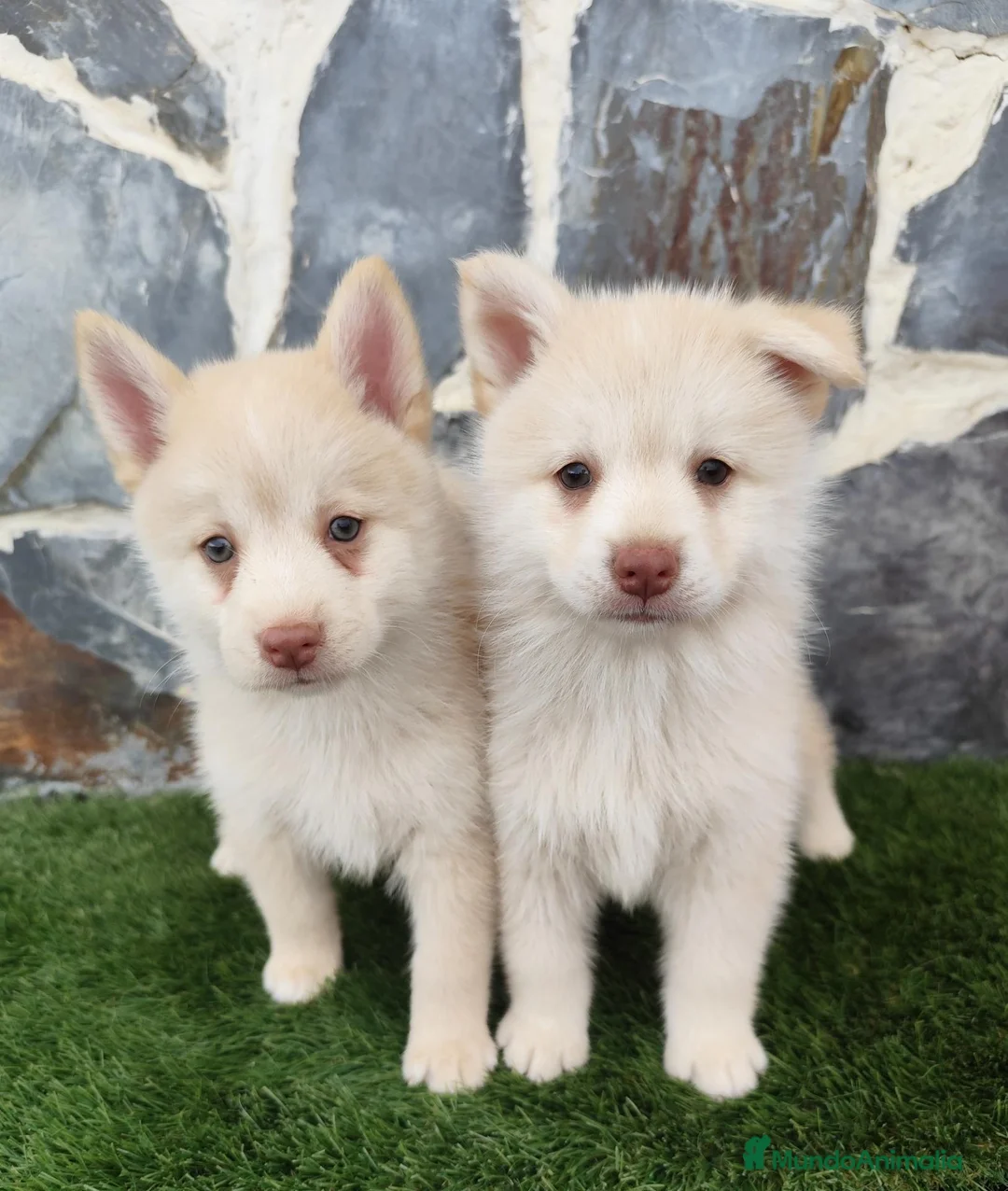 Pomsky perros en venta: Pomsky  - Anuncio 5