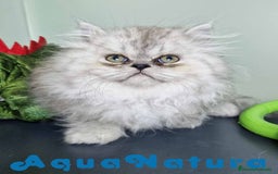 Persa gatos en venta: Persa Macho Virgi 7732 AQUANATURA - Imagen 3