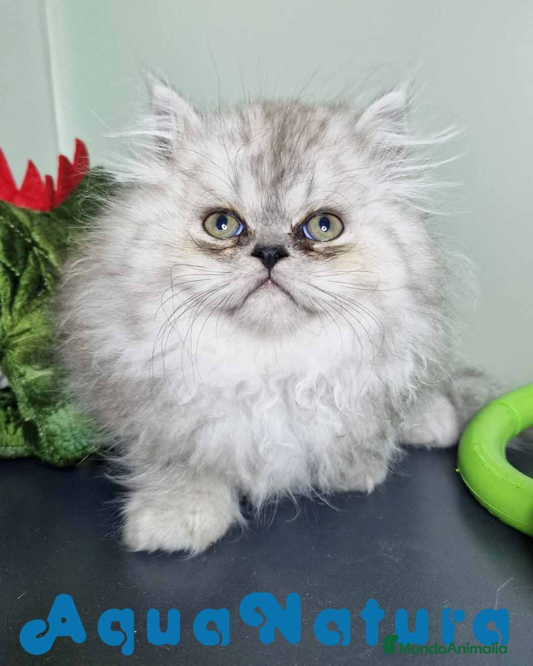 Persa gatos en venta: Persa Macho Virgi 7732 AQUANATURA - Imagen 3