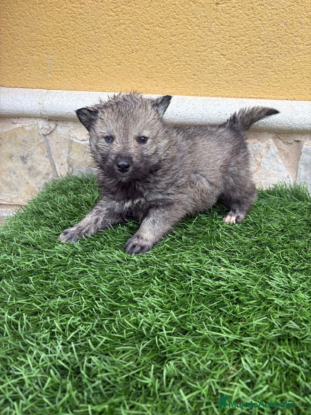 Husky Siberiano perros en venta: Husky siberiano macho agouti - Anuncio 15