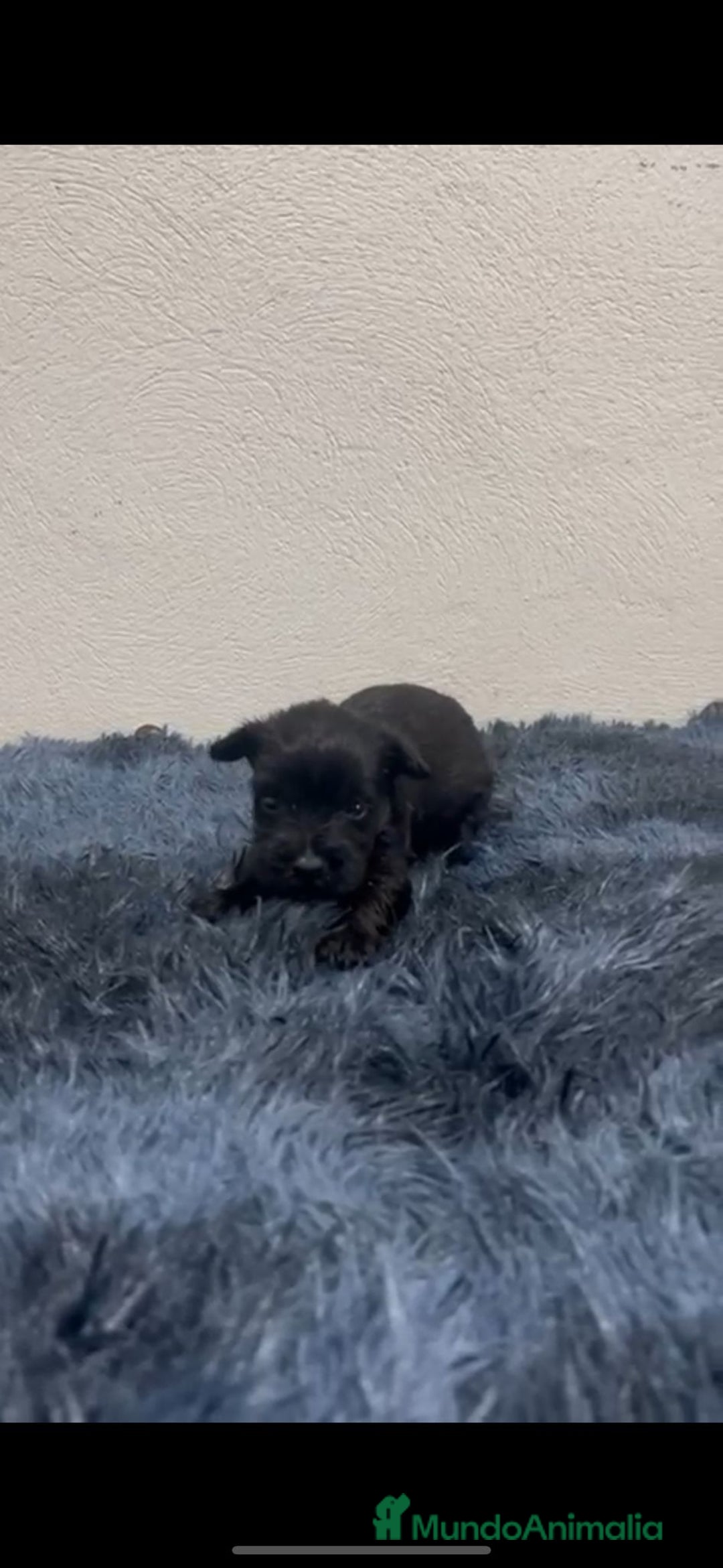 Schnauzer Miniatura perros en venta: SCHNAUZER MINI - Imagen 3