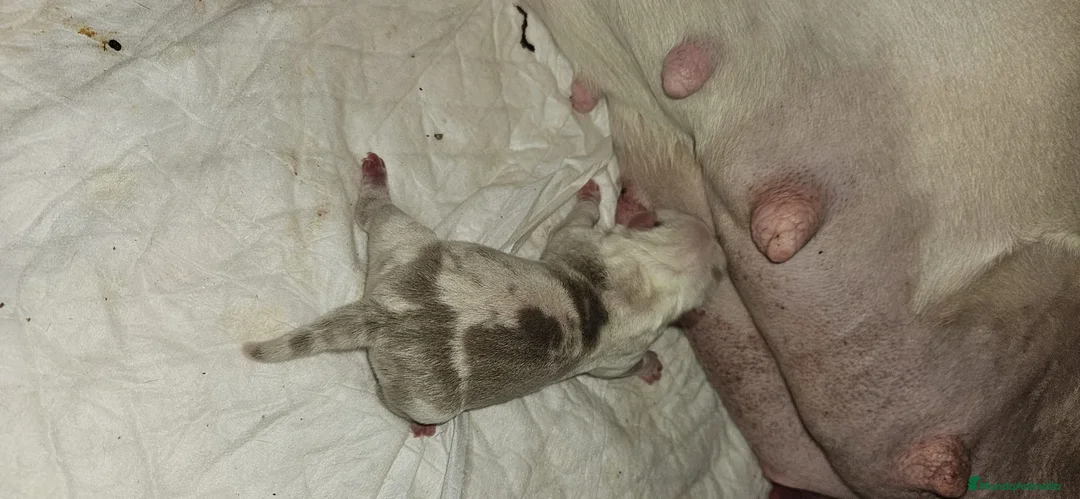American Bully perros en venta: América bully  - Anuncio 8