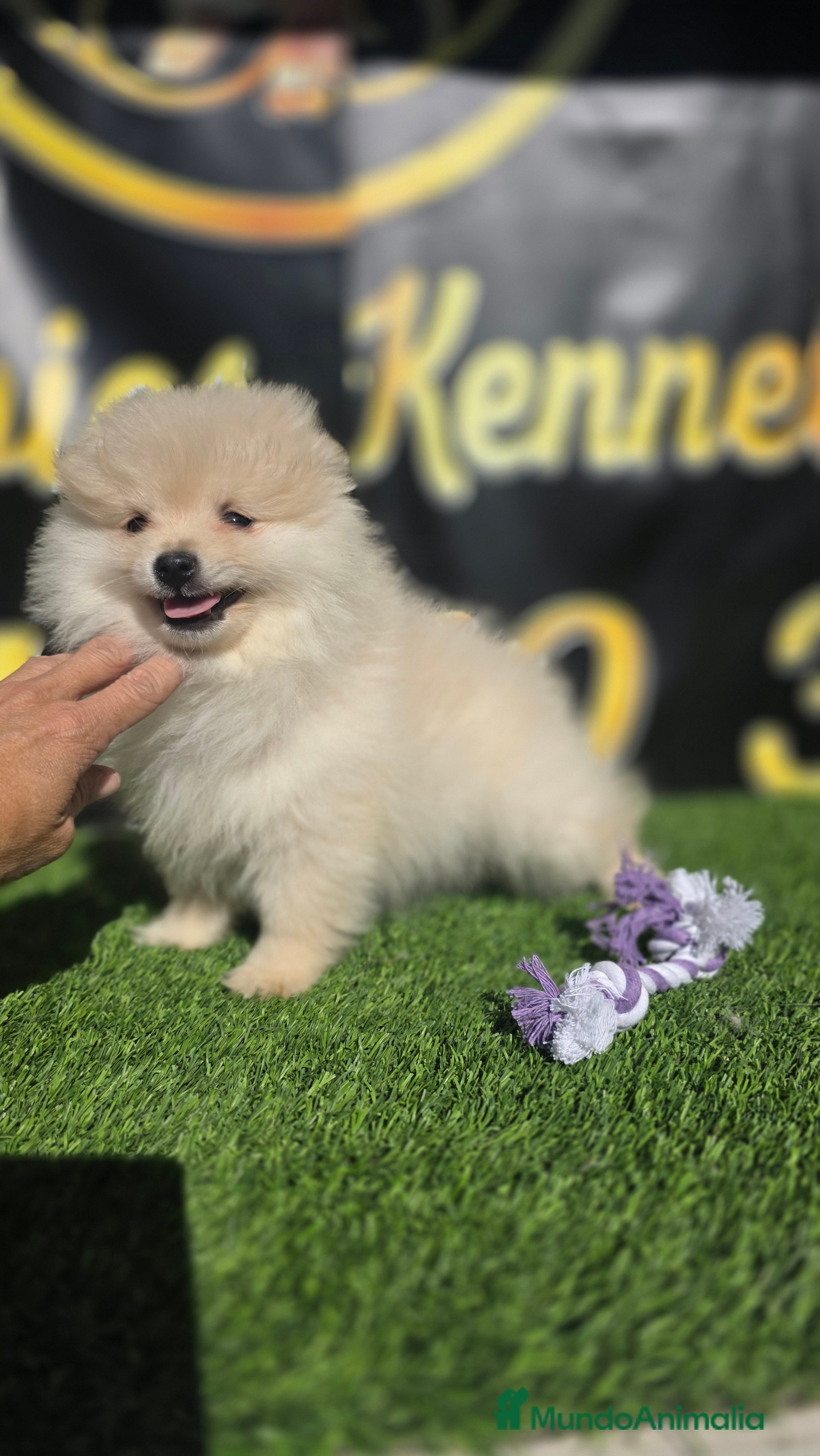 Pomerania perros Pomerania toy y minitoy  - Anuncio 5