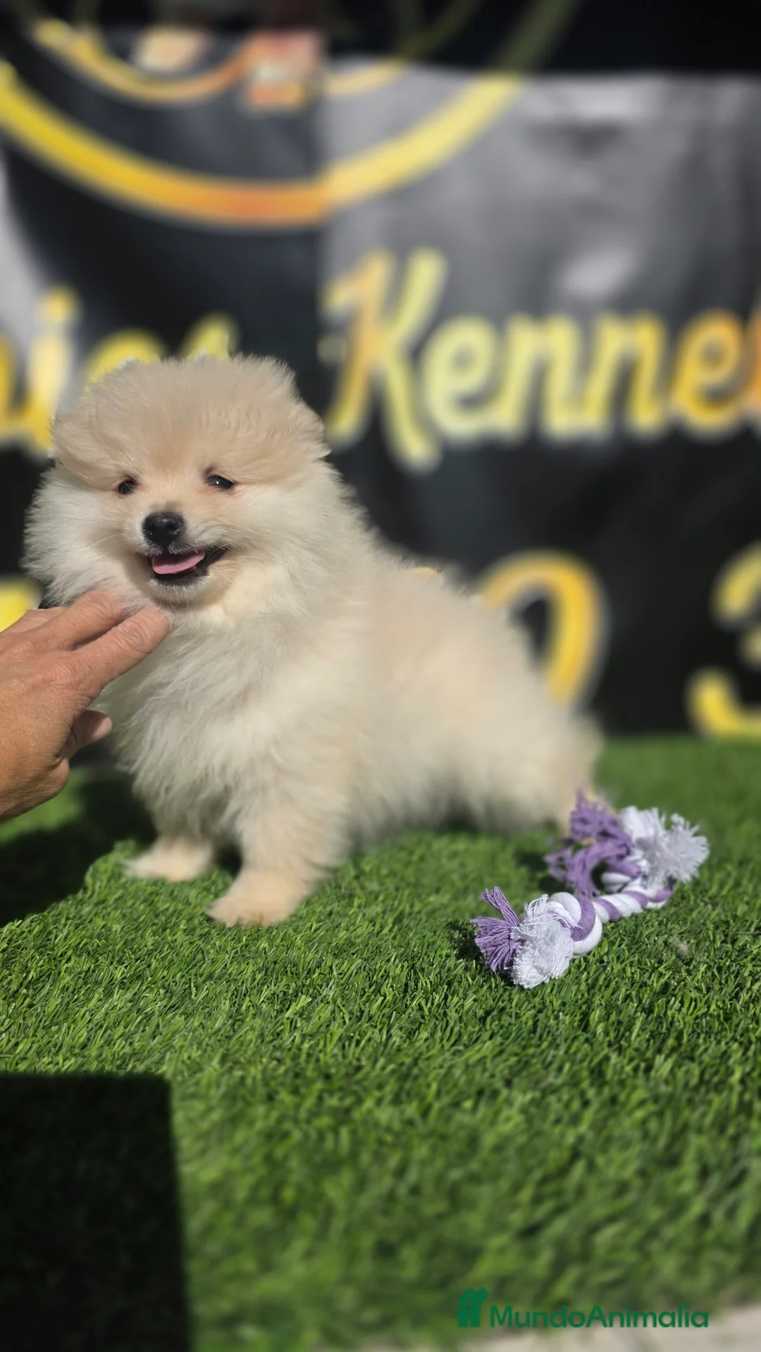 Pomerania perros en venta: Pomerania toy y minitoy  - Anuncio 1
