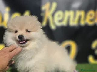 Pomerania perros Pomerania toy y minitoy - Anuncio 5