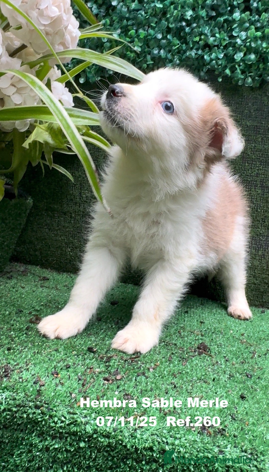 Border Collie perros en venta: Border Collie  - Anuncio 5