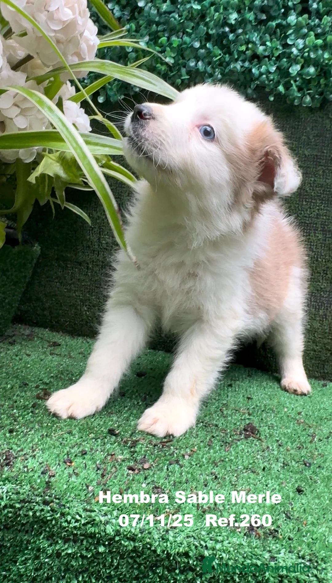 Border Collie perros en venta: Border Collie  - Anuncio 5