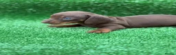 Teckel Miniatura perros en venta: Cachorros teckel miniatura  - Anuncio 5