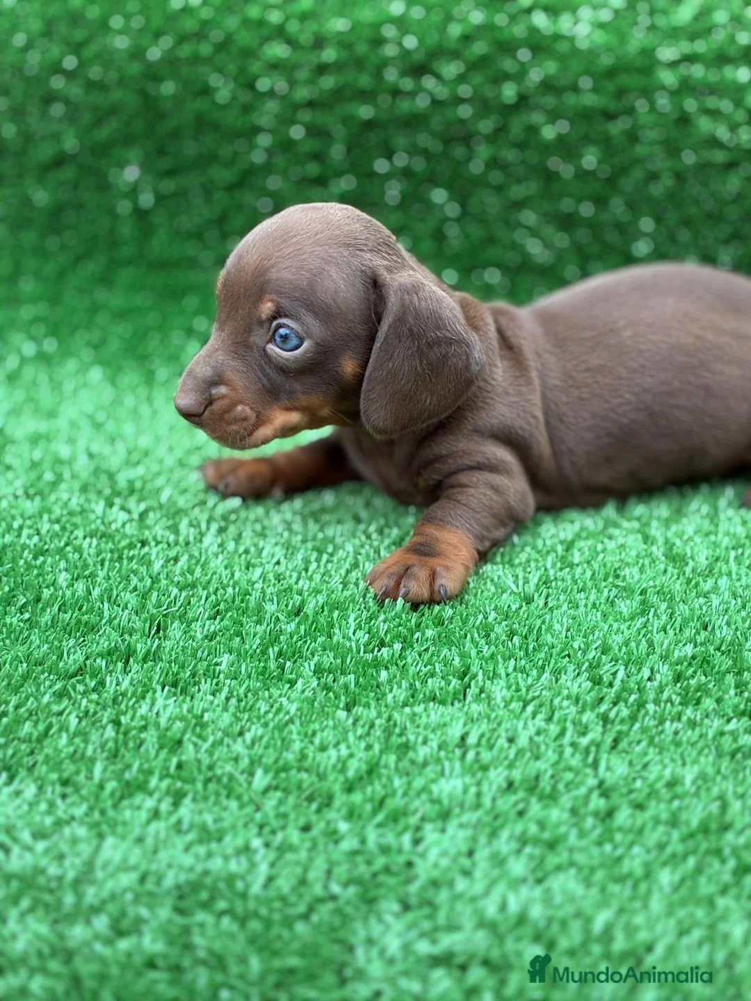 Teckel Miniatura perros en venta: Cachorros teckel miniatura  - Anuncio 5