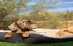 Teckel Miniatura perros en venta: TECKEL ARLEQUIN CHOCOLATE KANINCHEN - Imagen 1