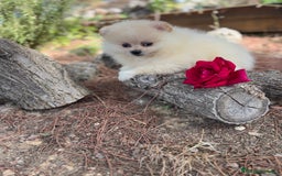 Pomerania perros en venta: Pomerania listos para entregar  - Imagen 4