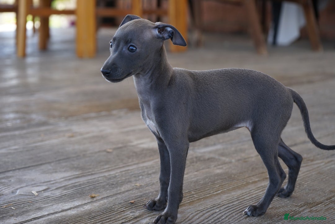 Pequeño Lebrel Italiano perros en venta: 🐾 Sirius y Selena – Galgos italianos 🐾 - Imagen 8