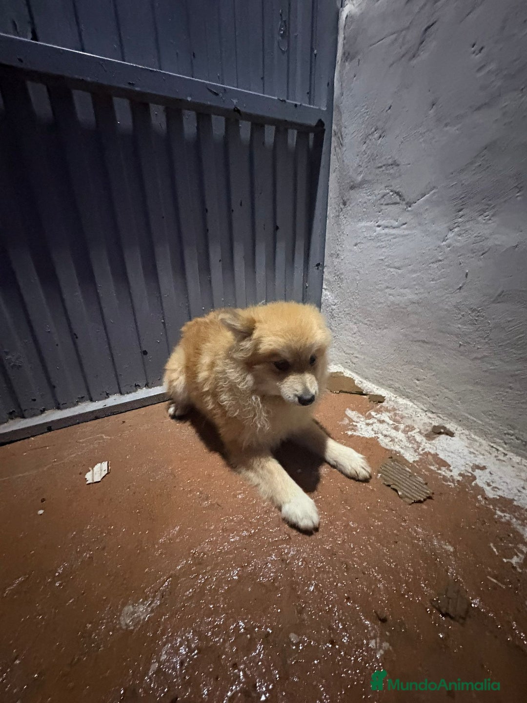 Pomerania perros en venta: Pomeranias machos 6 meses - Anuncio 11