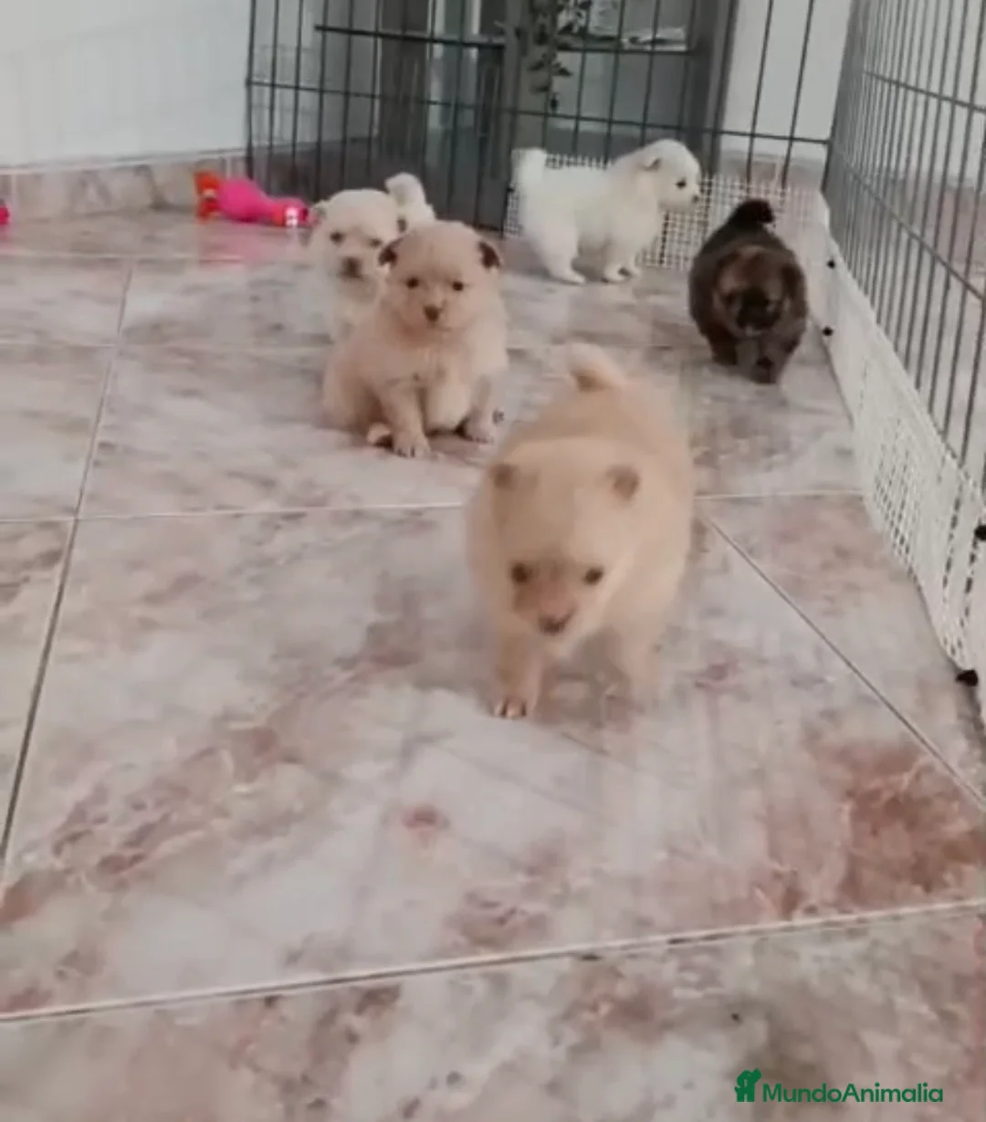 Pomerania perros en venta: Preciosos pomeranias🐶🐾 en Sevilla - Anuncio 2