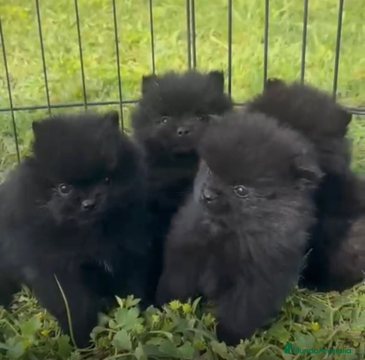 Pomerania perros POMERANIAN MINI  - Anuncio 1