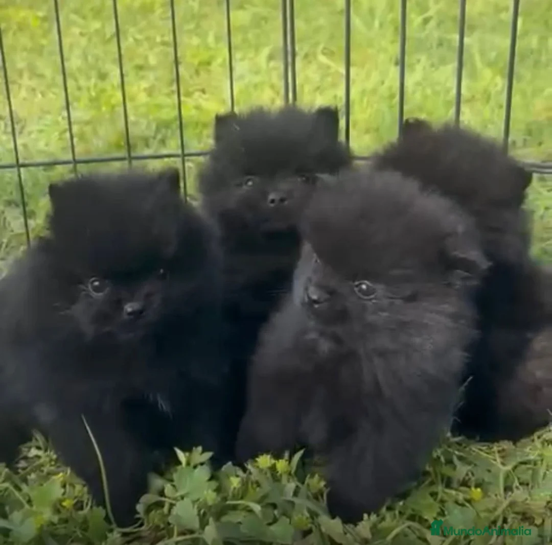 Pomerania perros en venta: POMERANIAN MINI  - Anuncio 1