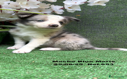Border Collie perros en venta: BORDER COLLIE DE VILLA BIZNAGA - Imagen 27