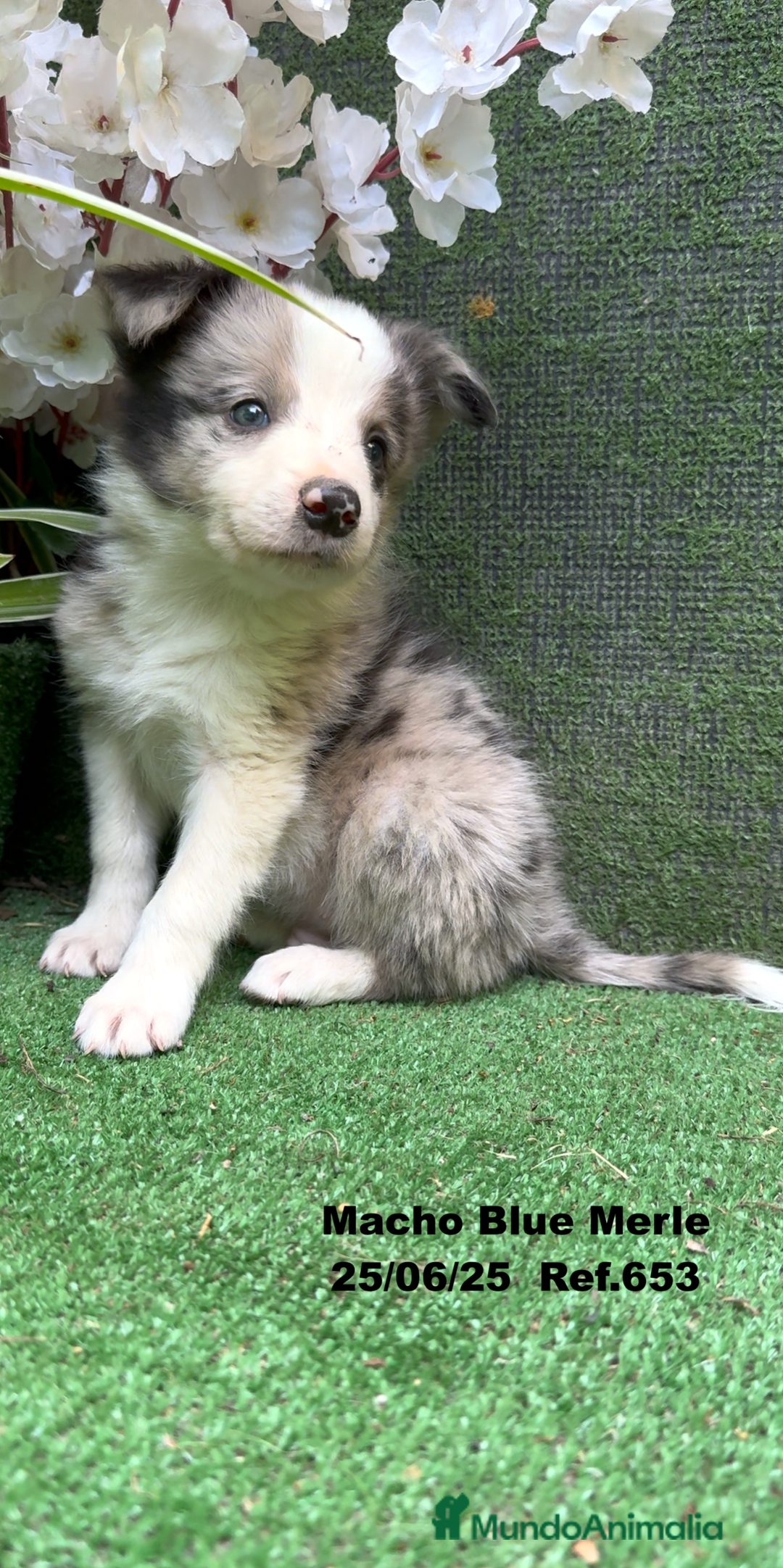 Border Collie perros en venta: BORDER COLLIE DE VILLA BIZNAGA - Imagen 27