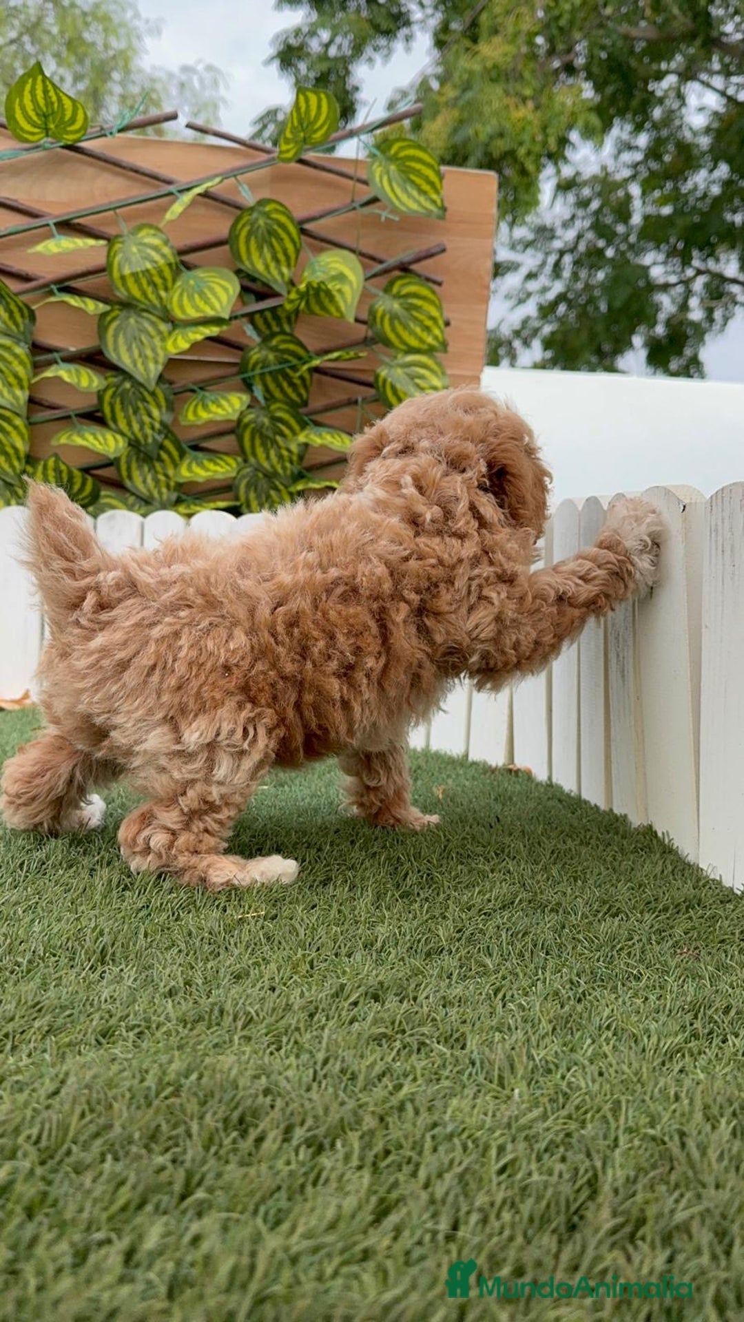 Caniche Toy perros en venta: CANICHE TOY MACHO  - Imagen 9