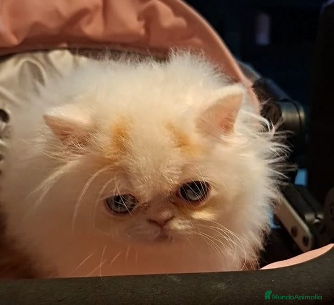 Persa gatos en venta: Precioso Gato Persa  - Anuncio 9