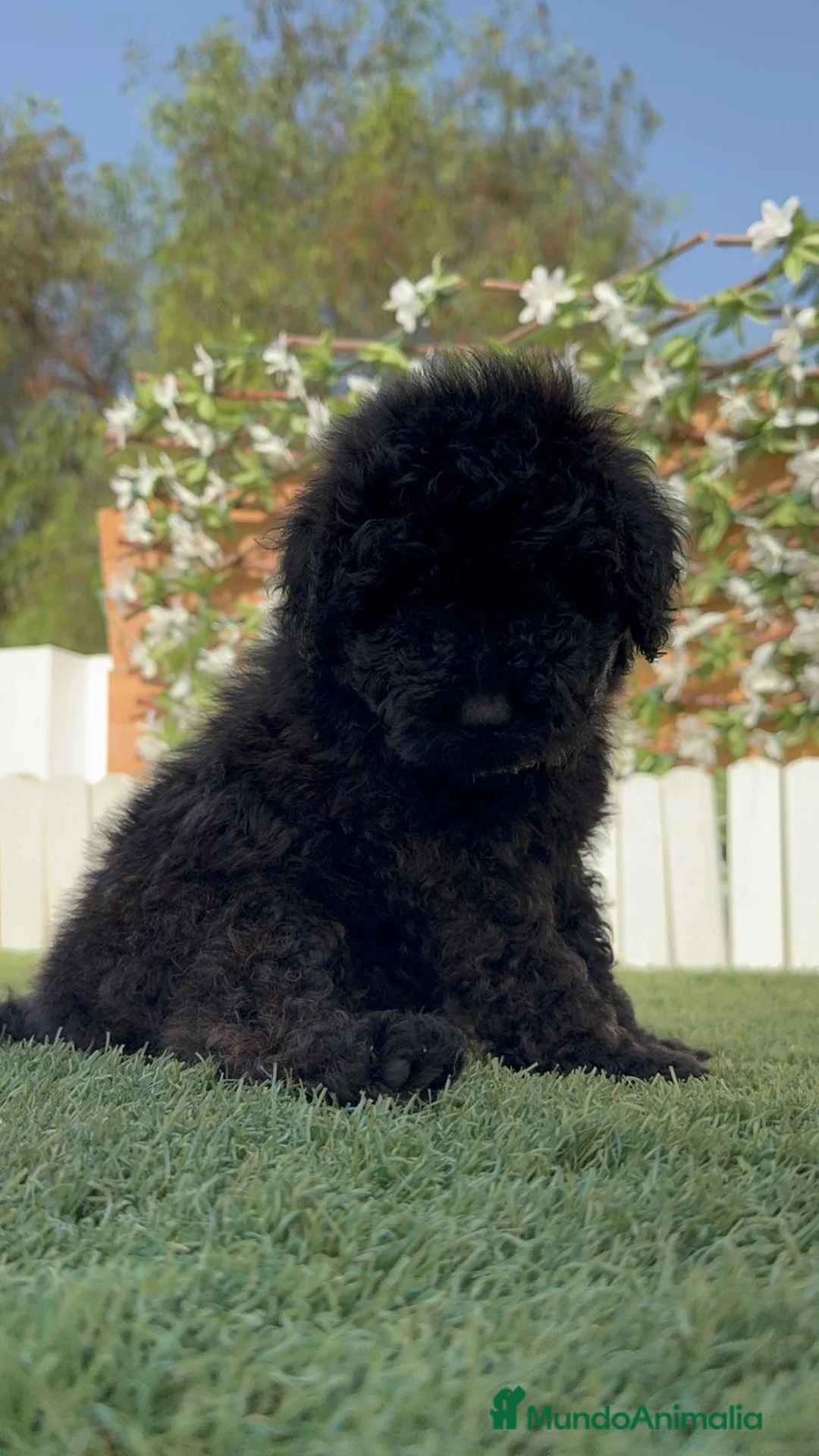 Caniche Enano perros en venta: CANICHE ENANO LISTO PARA ENTREGAR - Anuncio 2