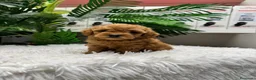 Caniche Toy perros en venta: CANICHE TOY-MUY PEQUEÑITO - Anuncio 30