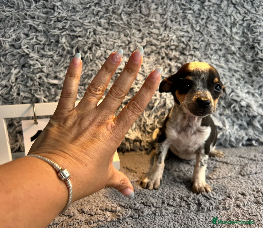 Chihuahua perros en venta: Chihuahua macho tricolor  - Anuncio 2