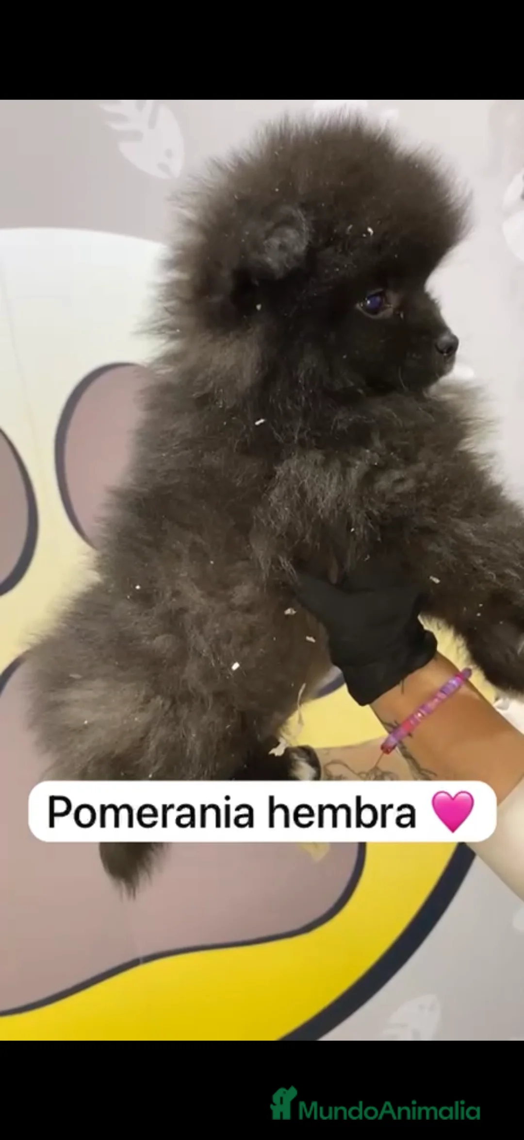Pomerania perros en venta: Pomerania Lulú disponible - Anuncio 4