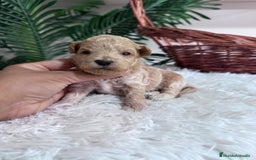 Maltipoo perros en venta: MALTIPOO HEMBRA - Imagen 10