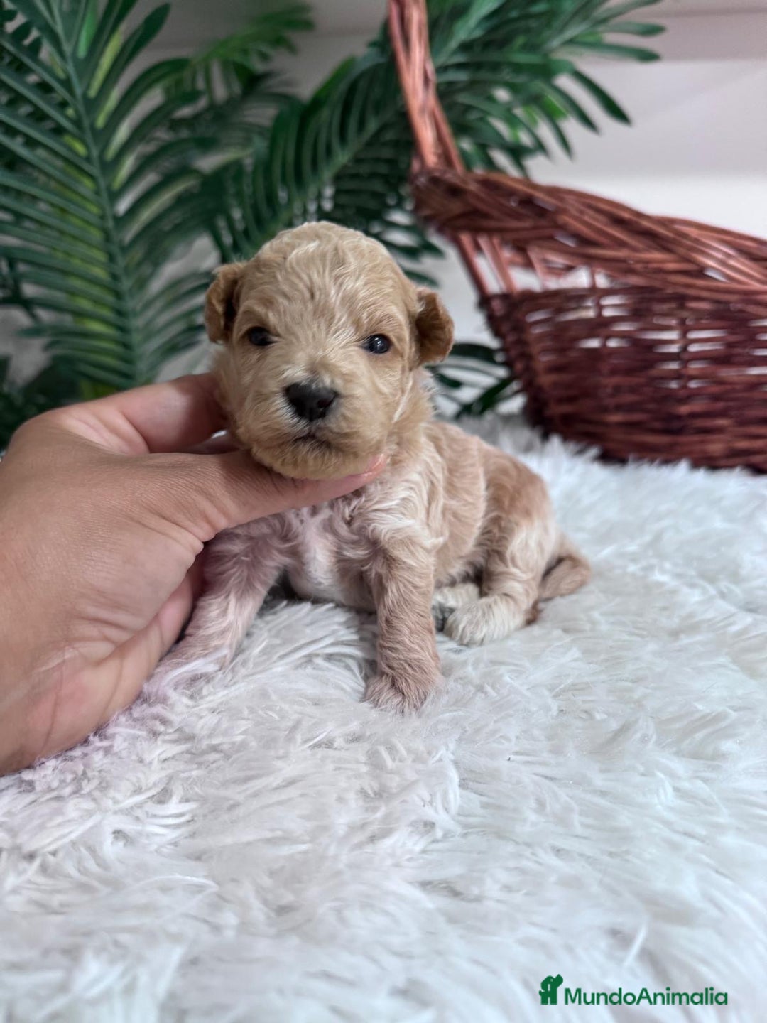 Maltipoo perros en venta: MALTIPOO HEMBRA - Imagen 10