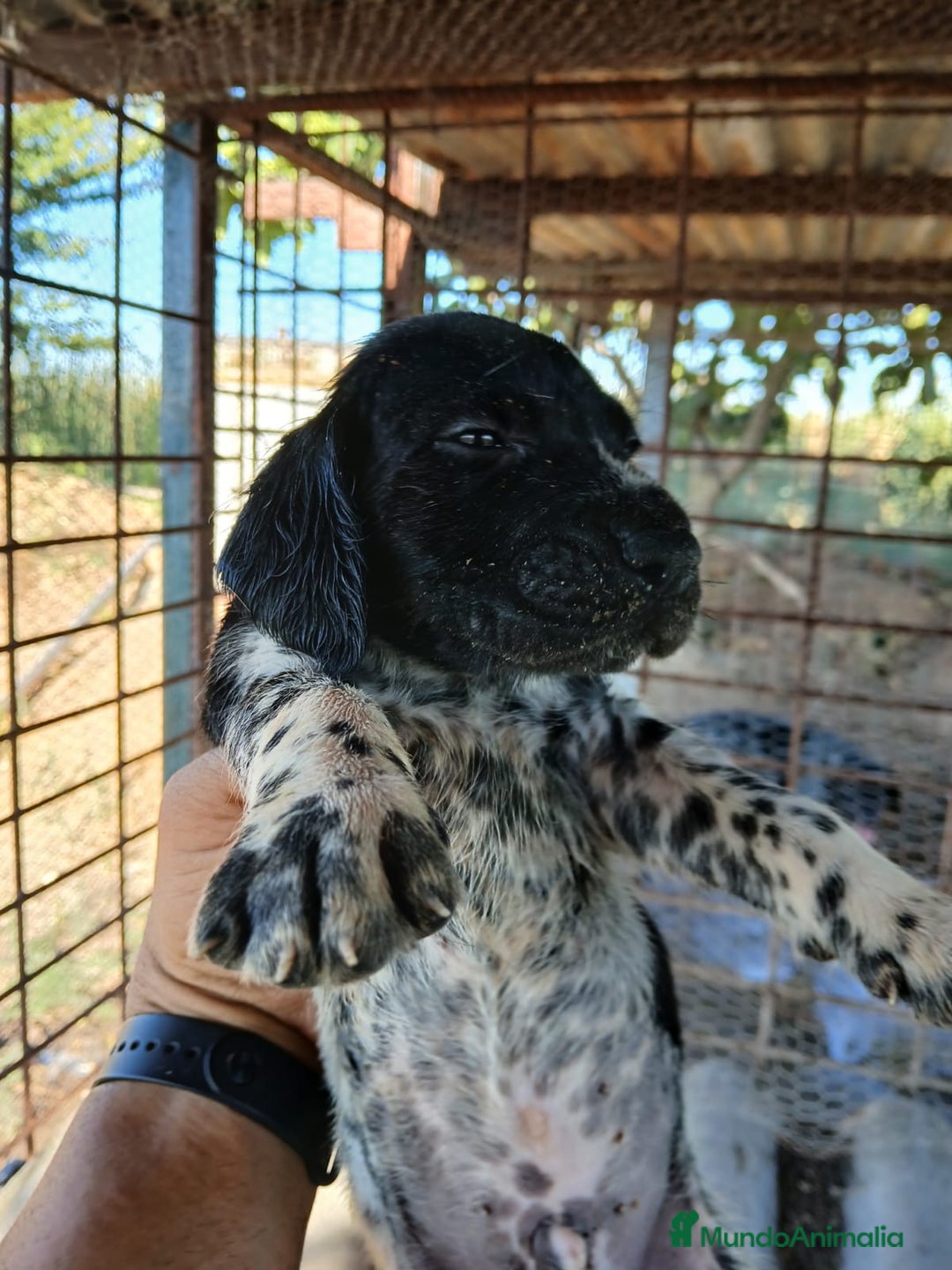 Braco Alemán de Pelo Corto perros en venta: Braco Alemán  - Imagen 4