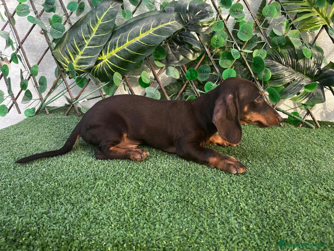 Teckel Miniatura perros en venta: 🐶🌭 ¡Cachorros Teckel en busca de hogar! 🐶🌭 - Imagen 7