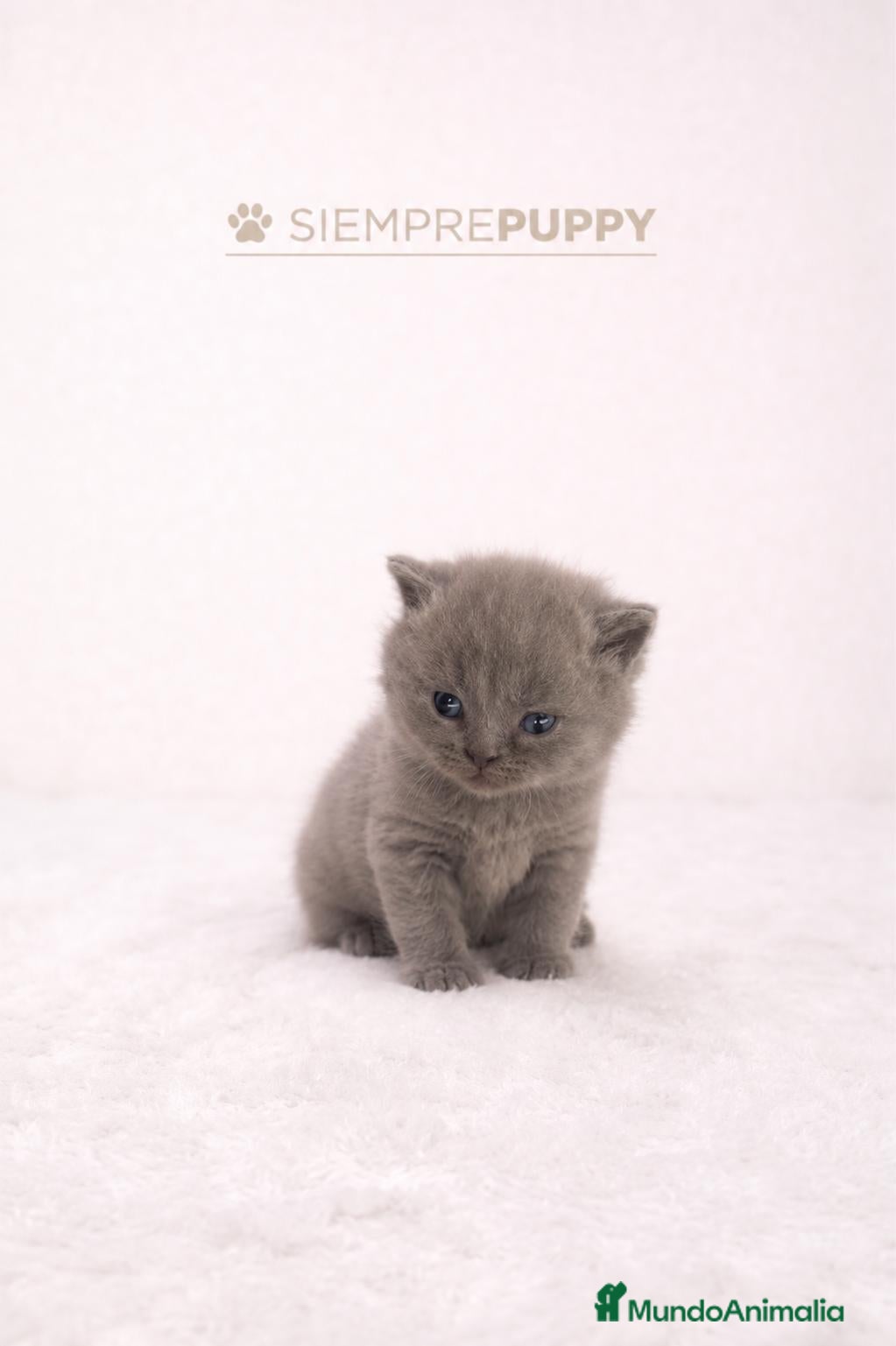 Británico de Pelo Corto Azul gatos BRITISH SHORTHAIR - Anuncio 4