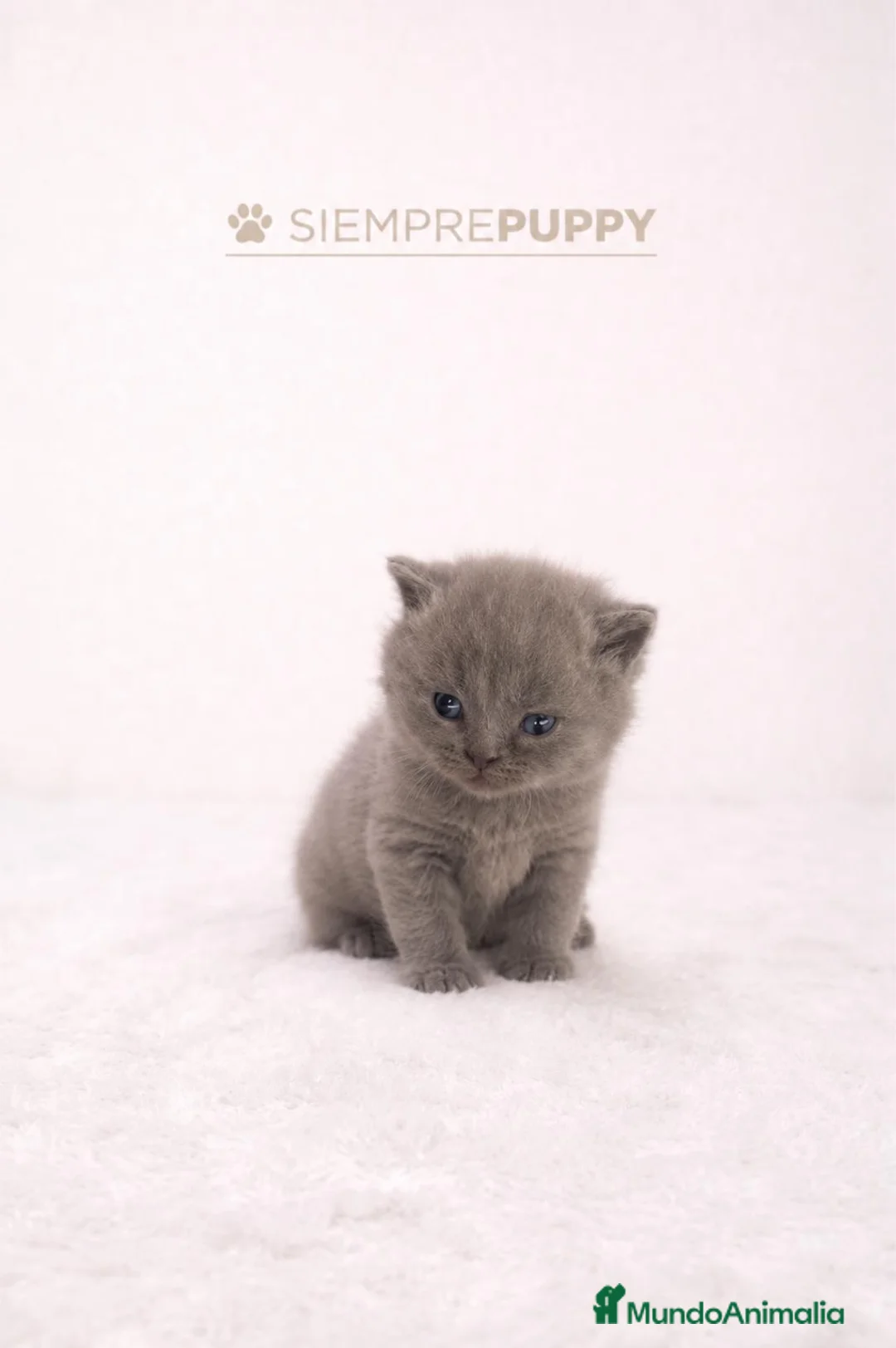 Británico de Pelo Corto Azul gatos en venta: BRITISH SHORTHAIR - Anuncio 1