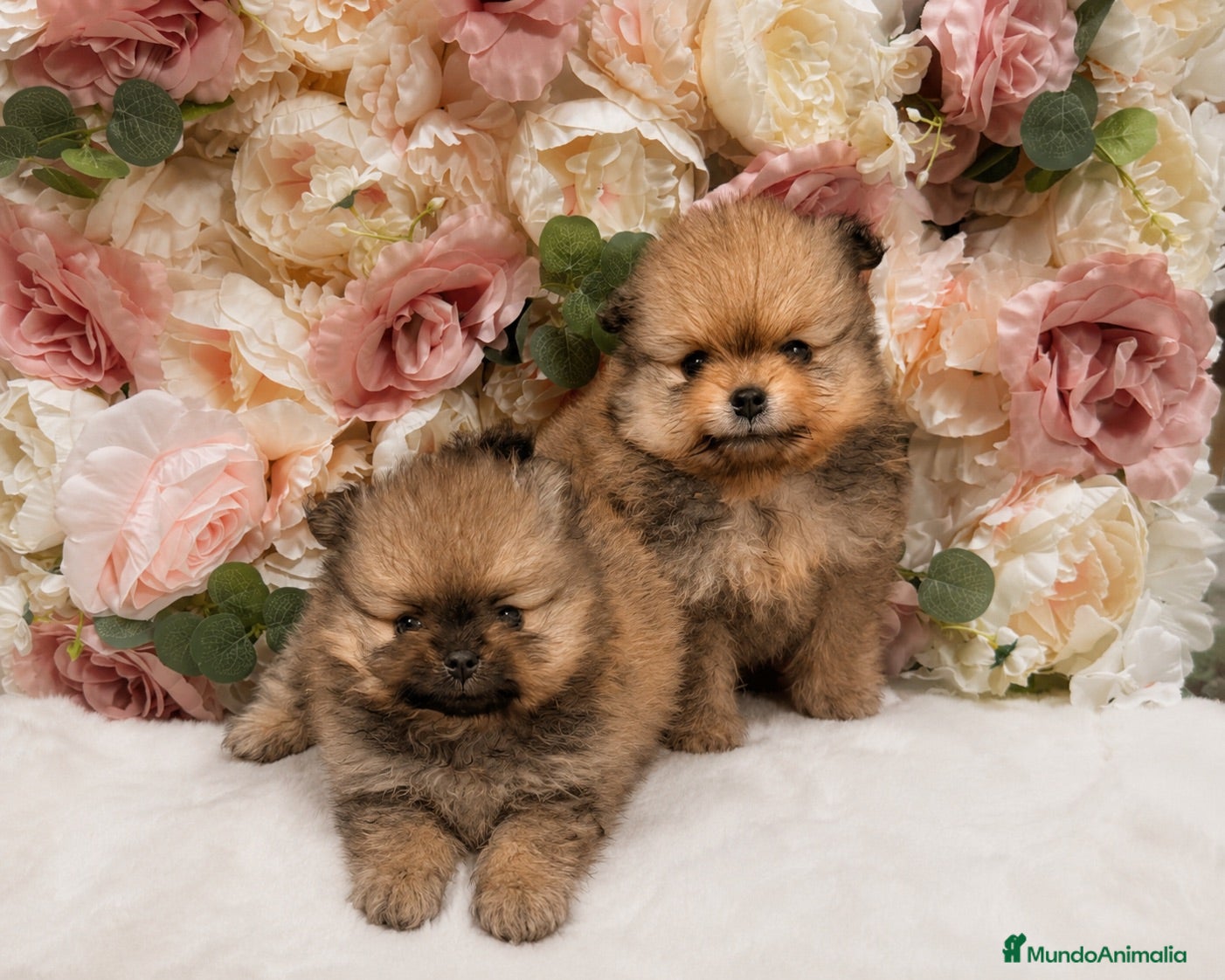 Pomerania perros Dos preciosas hembras Pomerania color sable - Anuncio 2
