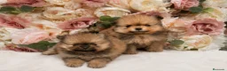 Pomerania perros en venta: Dos preciosas hembras Pomerania color sable - Anuncio 2