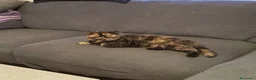 Persa gatos en venta: GATOS PERSAS EXCLUSIVOS - Anuncio 1