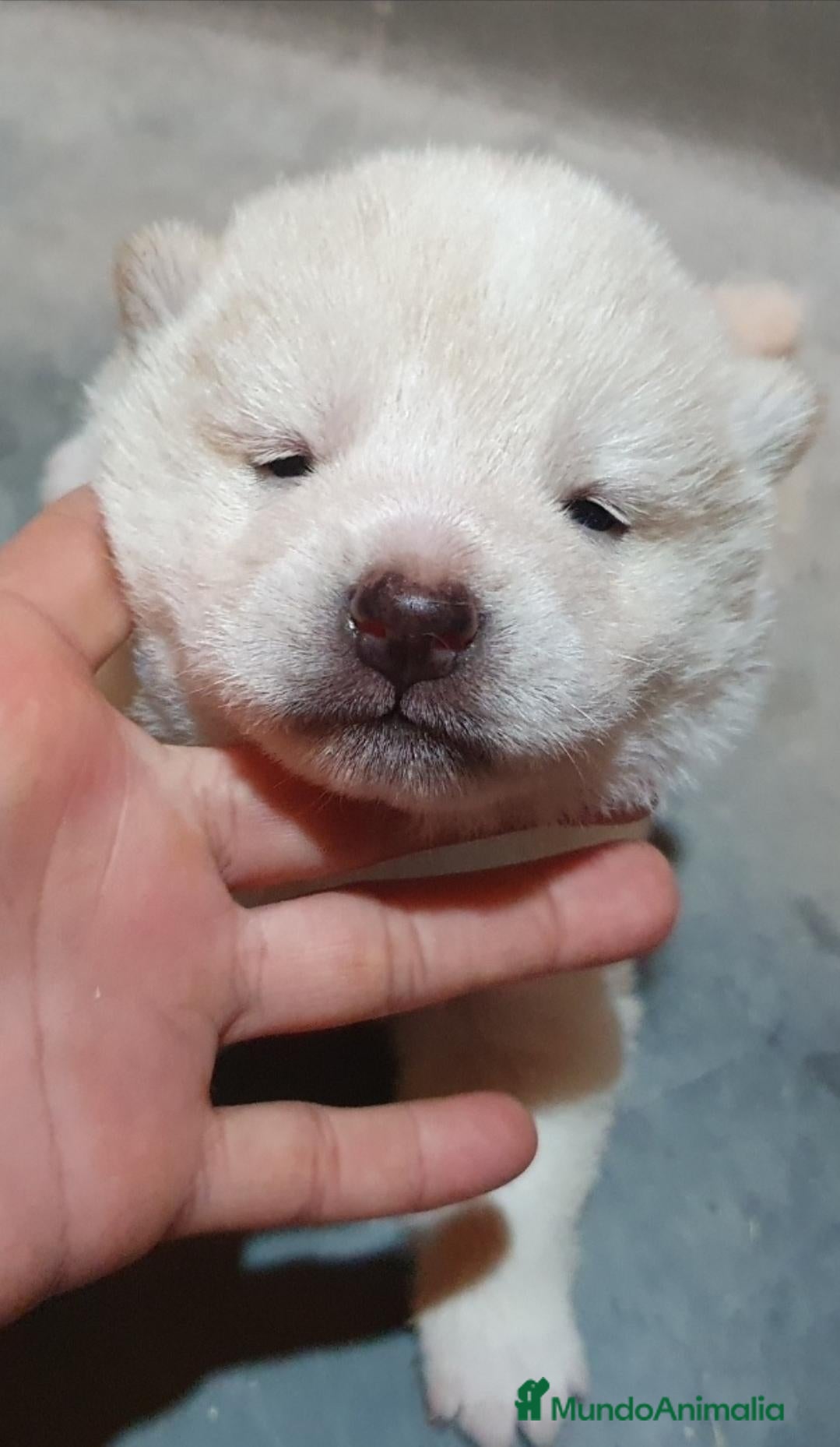 Shiba Inu perros Shiba Inu Blanco Top - Anuncio 1