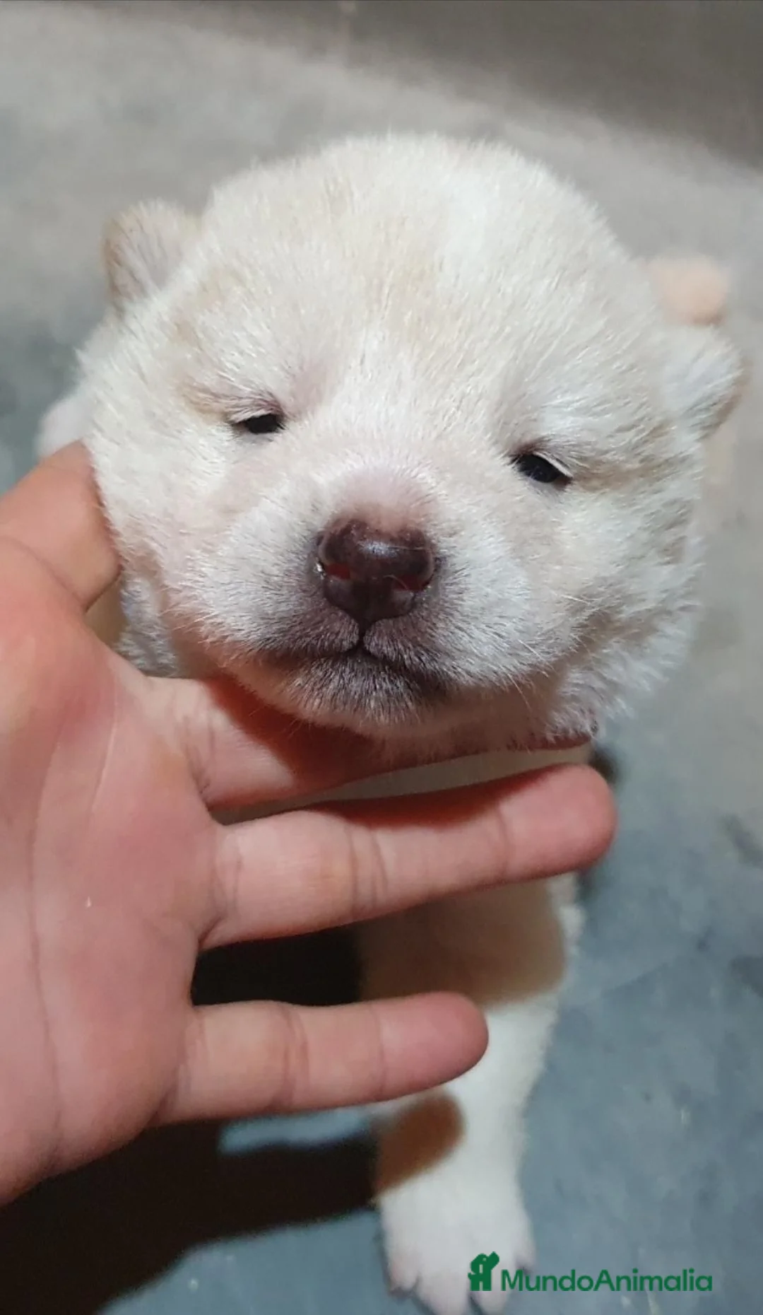 Shiba Inu perros en venta: Shiba Inu Blanco Top - Anuncio 1