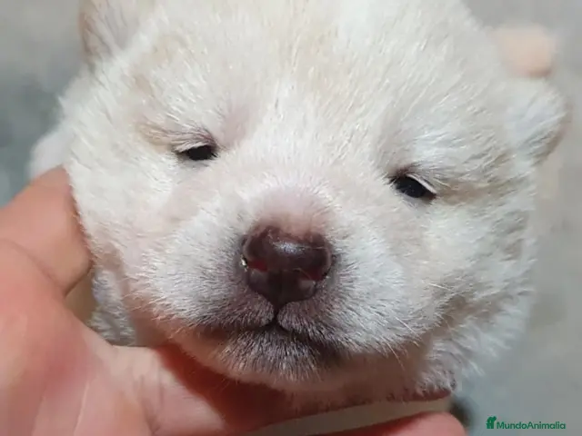 Shiba Inu perros en venta: Shiba Inu Blanco Top - Anuncio 1